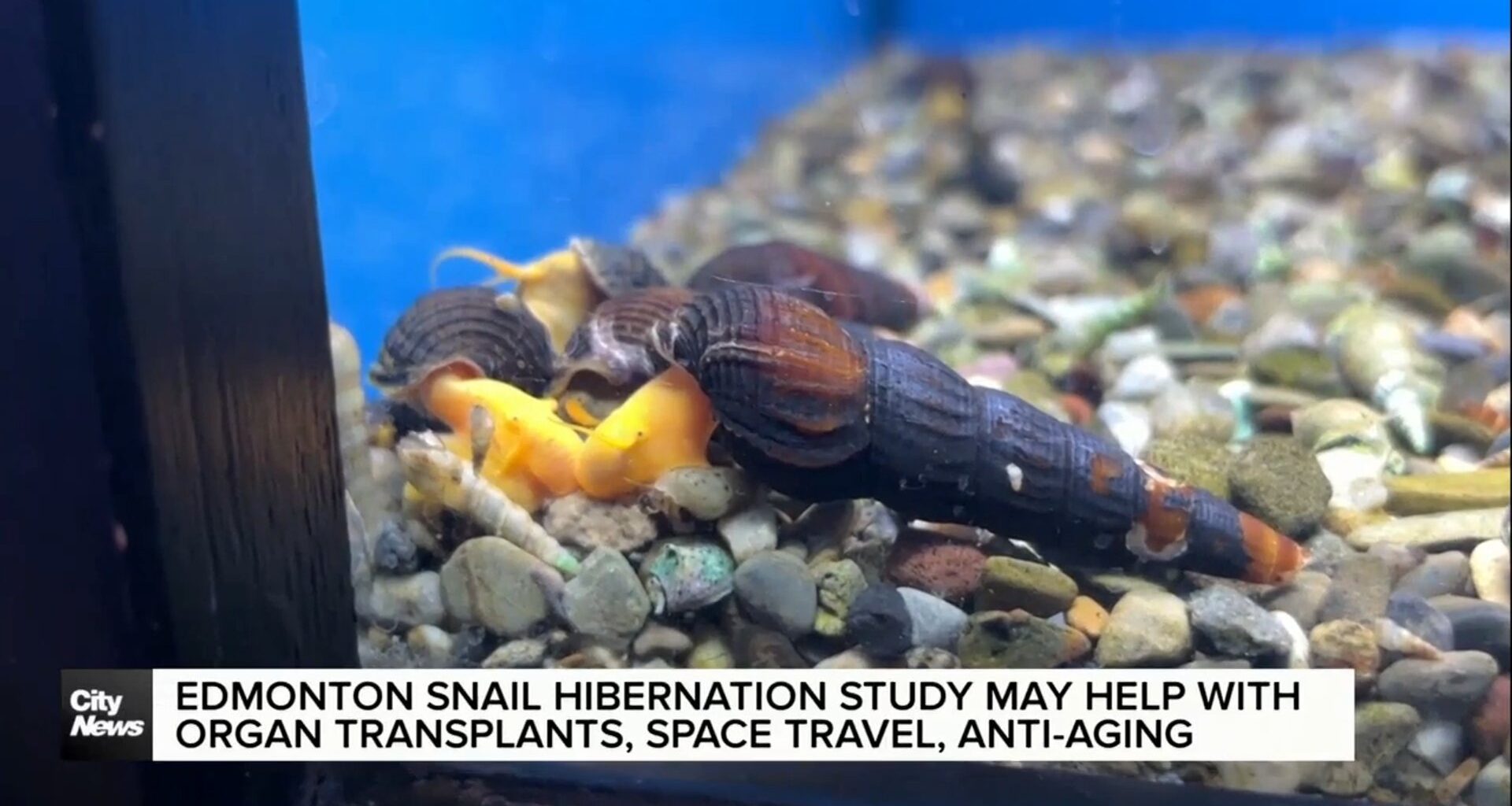 Snail hibernation study may help organ transplants, deep space travel
