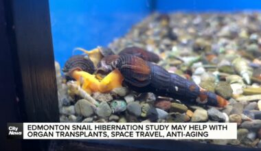 Snail hibernation study may help organ transplants, deep space travel