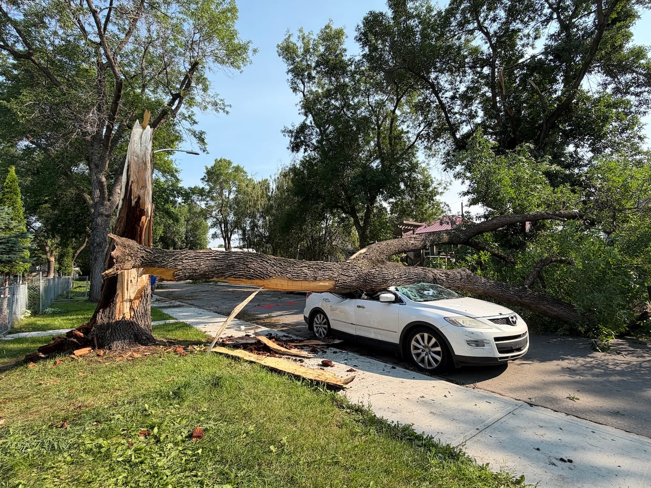 A tree fallen on top of a white sedan.