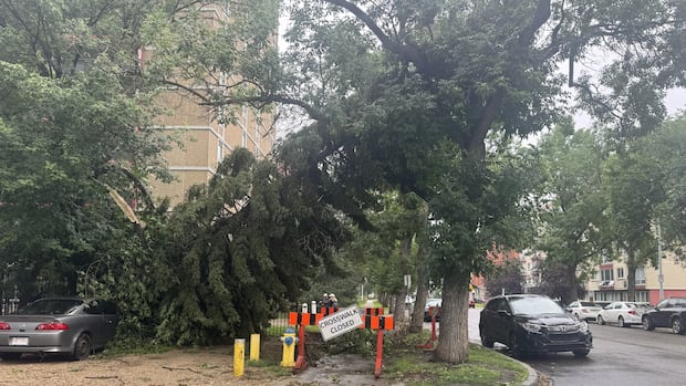 City of Edmonton taps Calgary forestry crews to help clear tree debris from back-to-back storms