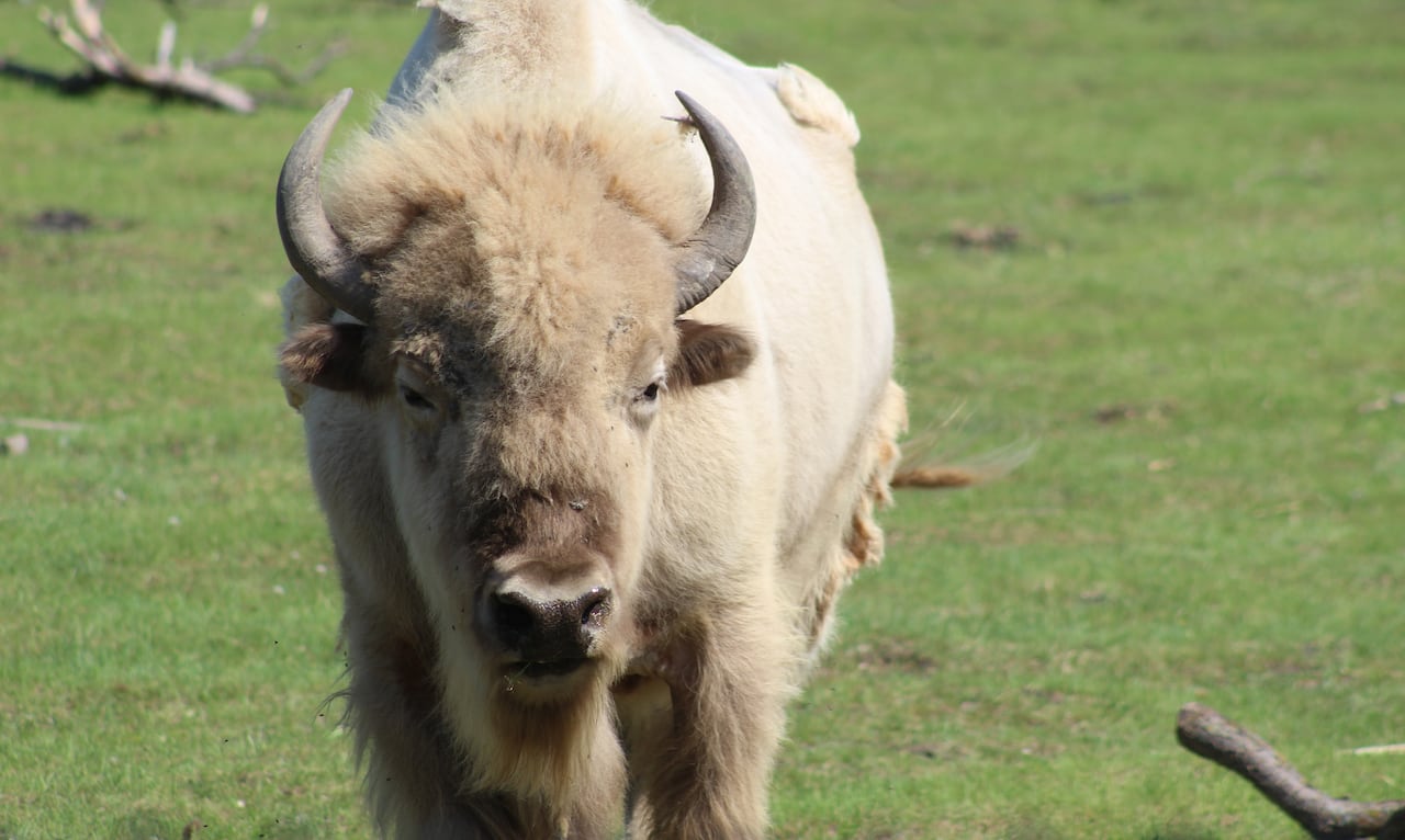 A white/ light blonde bison stands in a green field