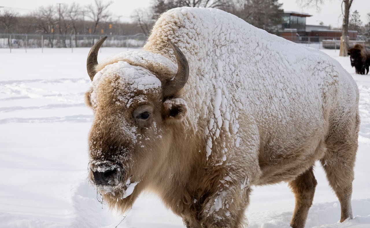 A light blonde coloured bison stands covered in snow in a snowy field.