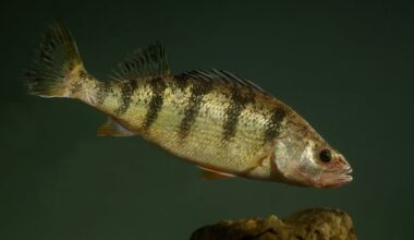What’s behind Lake Erie’s steep yellow perch decline?