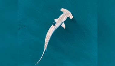 Atlantic Shark Institute tags first-ever hammerhead shark off Rhode Island