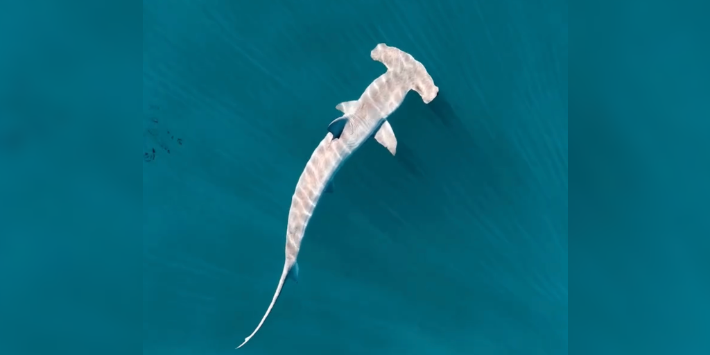 Atlantic Shark Institute tags first-ever hammerhead shark off Rhode Island