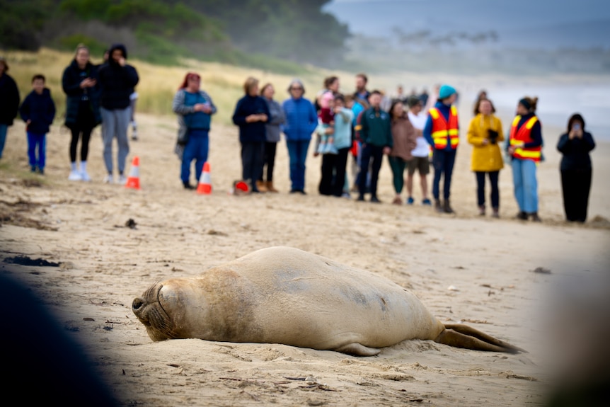 An elephant seal known as Neil the Seal lies on a beach with people watching him from a safe distance.
