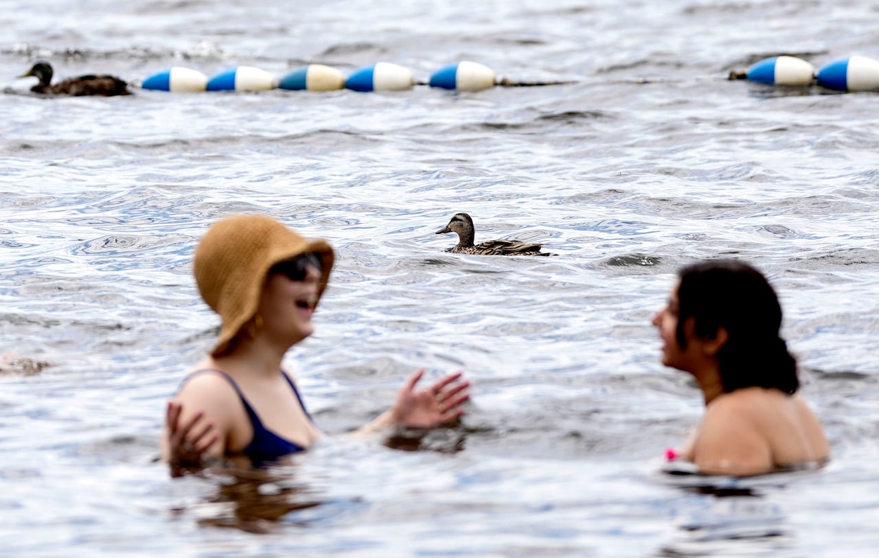 Two people swim near a duck in a river.