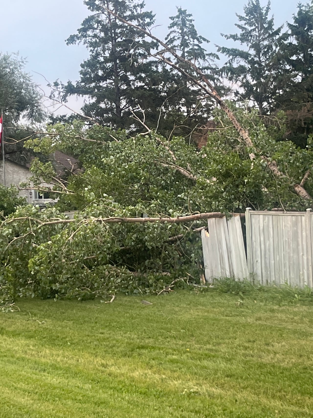 A tree lies on top of a fence in Winnipeg's Waverley Heights