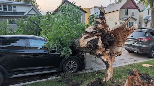 Storm downs trees, leaves thousands without power in Winnipeg
