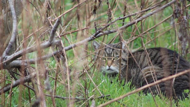 'It was biting and scratching,' says Quebec woman attacked by rabid cat