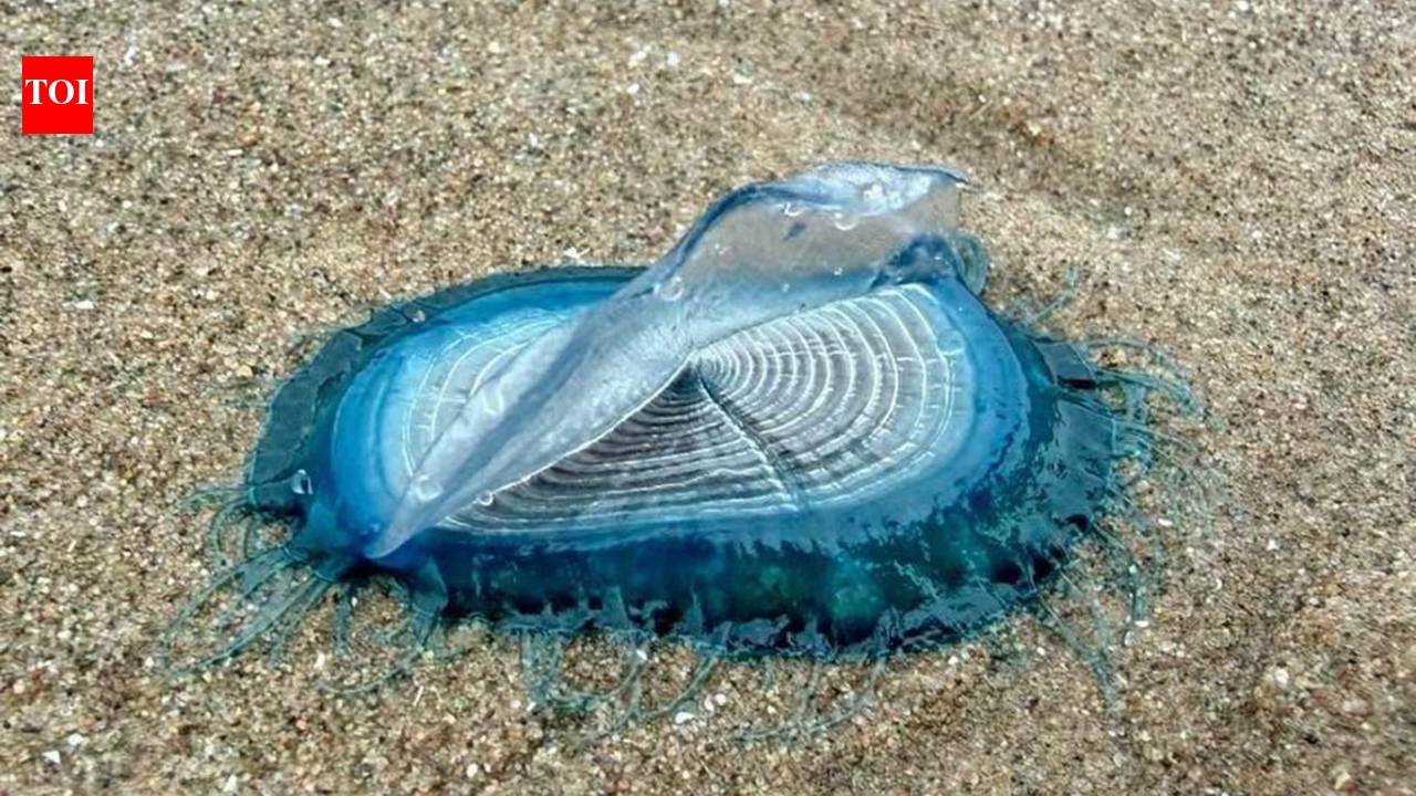 Hundreds of exotic 'by-the-wind sailors' wash up on an England beach after strong westerly winds; experts warn beachgoers not to touch them