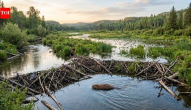 North America once had 400 million beavers. Nearly wiped out by the 1900s, they are now restoring rivers, wetlands and wildlife one dam at a time | World News