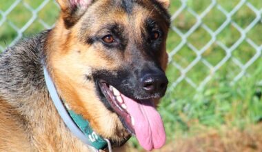 Man, 67, ticketed after Winnipeg police say he left dog in hot vehicle
