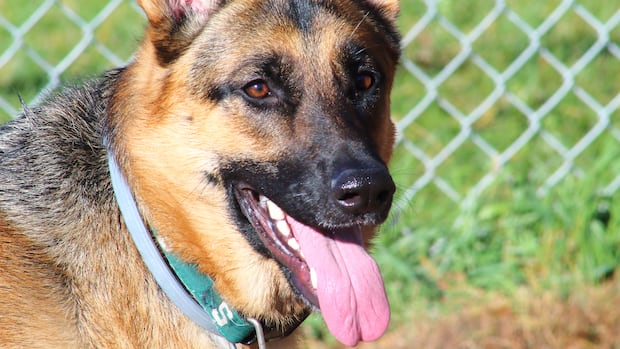 Man, 67, ticketed after Winnipeg police say he left dog in hot vehicle