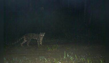 Research Cameras Capture Oldest ‘Ghost’ Cat Ever Recorded