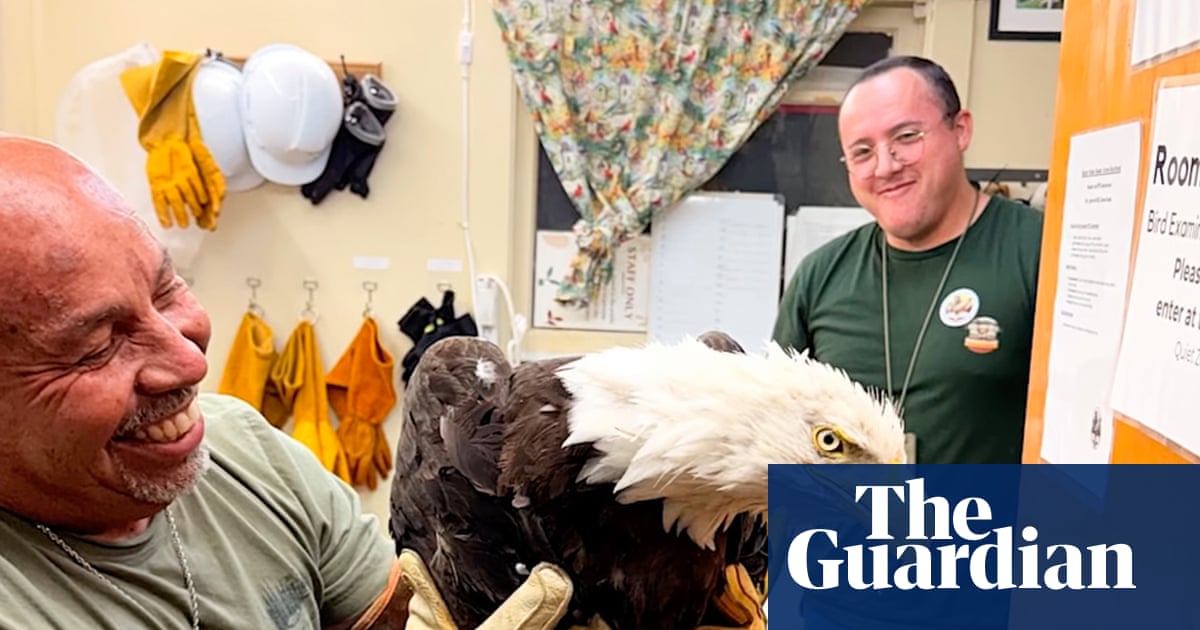Big Bear’s missing bald eagle believed to have been found alive but injured | California