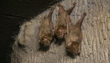 Edmonton Valley Zoo’s nocturnal wing reopens after renovations