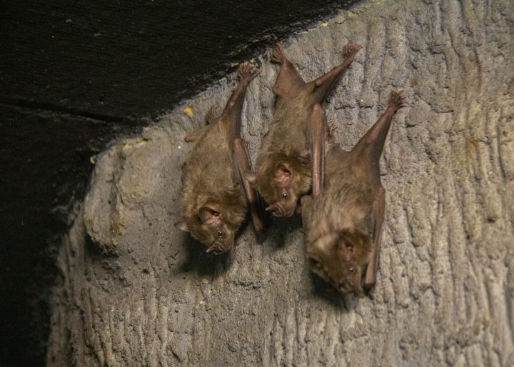 Edmonton Valley Zoo’s nocturnal wing reopens after renovations