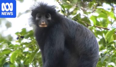 New monkey discovered with orange lips in Democratic Republic of Congo