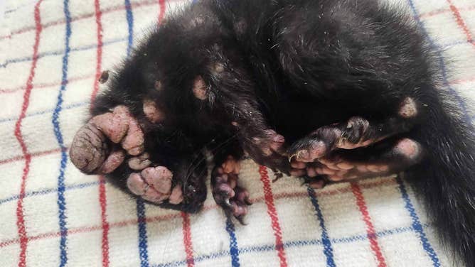 Phlox, the gray squirrel affected by squirrel pox, with warts all over her face a body.