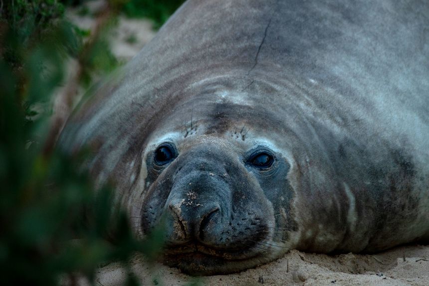 Neil the seal, photographed in southern Tasmania in late June, 2026.