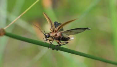 COLUMN: Wetland walk interrupted by 'twinkle butt' of a firefly