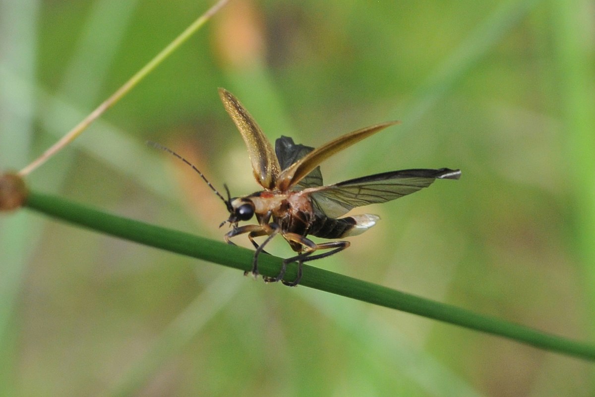 COLUMN: Wetland walk interrupted by 'twinkle butt' of a firefly