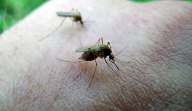 Winnipeg begins mosquito control as trap counts hit “high” level