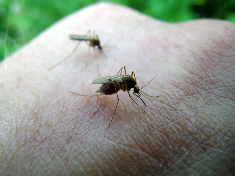 Winnipeg begins mosquito control as trap counts hit “high” level