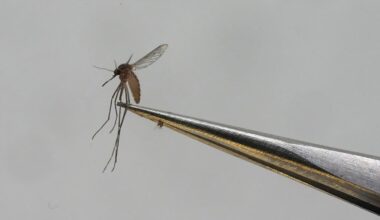 Fogging for West Nile Virus mosquitoes begins tonight in Winnipeg