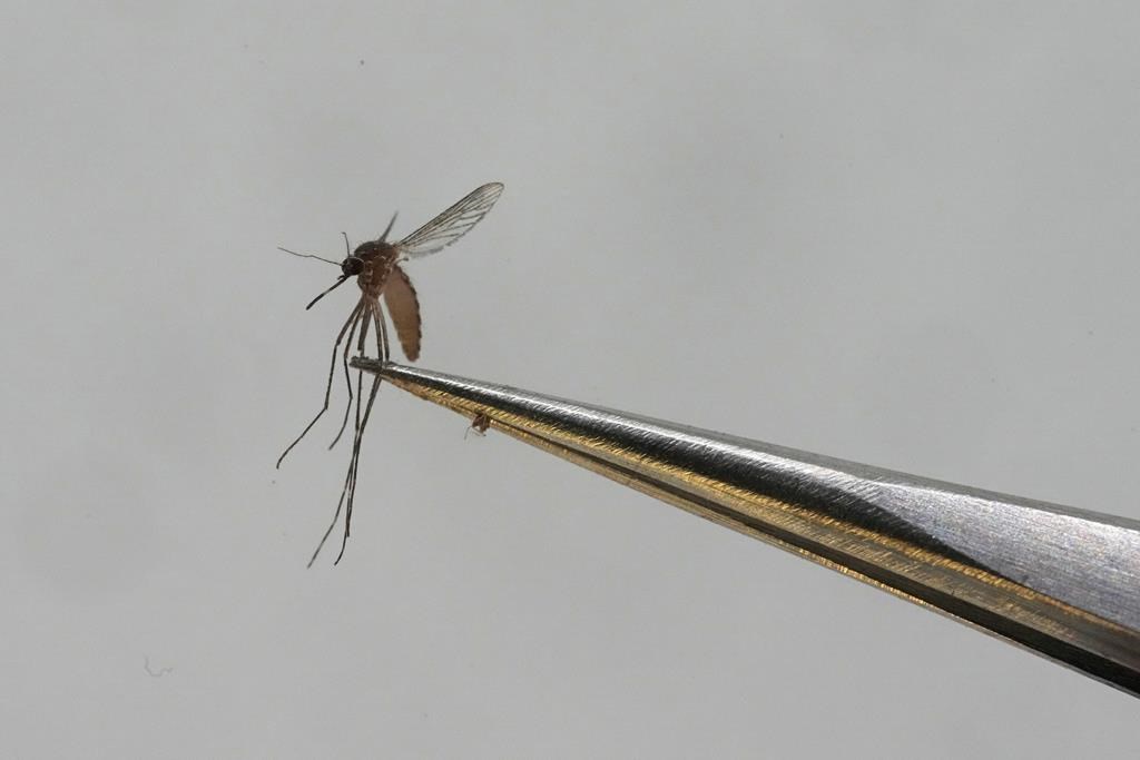 Fogging for West Nile Virus mosquitoes begins tonight in Winnipeg