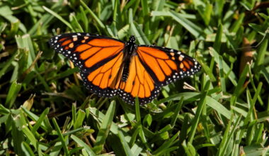 Researchers tag monarch butterflies to trace their long-distance migration