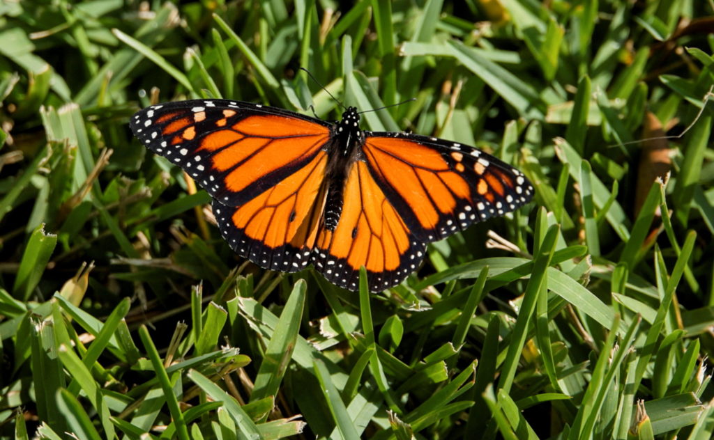 Researchers tag monarch butterflies to trace their long-distance migration