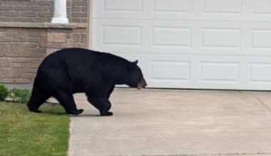 Boy, 8, builds AI-powered app to help neighbours, wildlife coexist