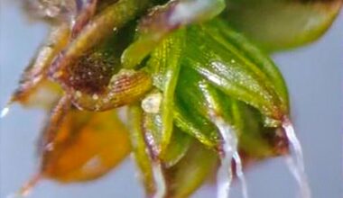 Desert Moss Study Reveals Hidden Fungi and Climate Clues Too