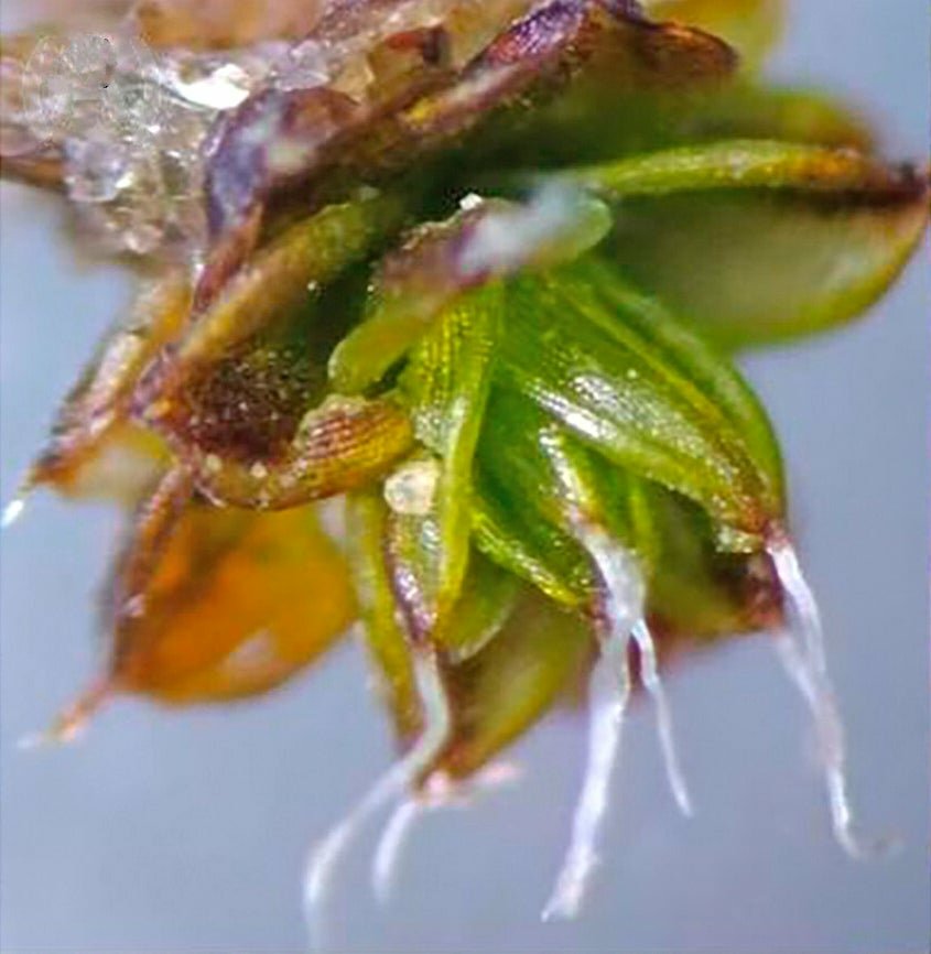 Desert Moss Study Reveals Hidden Fungi and Climate Clues Too