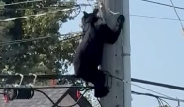 VIDEO: Bear climbs utility pole outside police services building