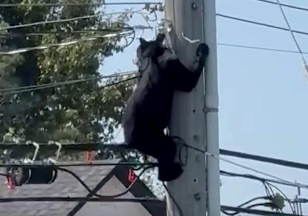 VIDEO: Bear climbs utility pole outside police services building