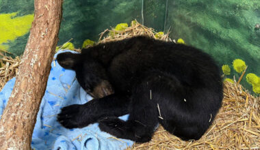 La Broquerie bear cub rescued in poor condition - SteinbachOnline.com