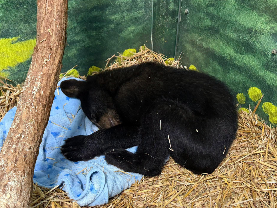 La Broquerie bear cub rescued in poor condition - SteinbachOnline.com