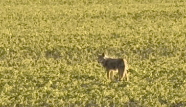 Why coyote sightings are on the rise in Southern Manitoba - SteinbachOnline.com