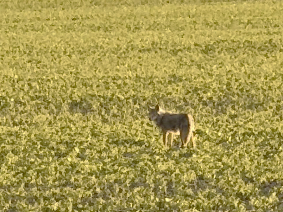 Why coyote sightings are on the rise in Southern Manitoba - SteinbachOnline.com