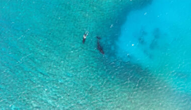 Aerial photo of a Humpback whale and her calf swimming over a deep, naturally occurring pocket in the outer reef west of Kaunakakai, Molokai, 2026.