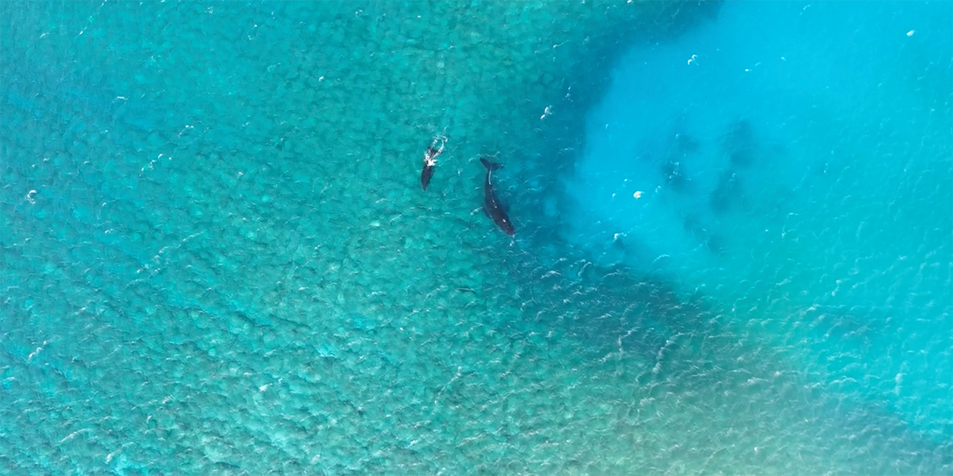 Aerial photo of a Humpback whale and her calf swimming over a deep, naturally occurring pocket in the outer reef west of Kaunakakai, Molokai, 2026.