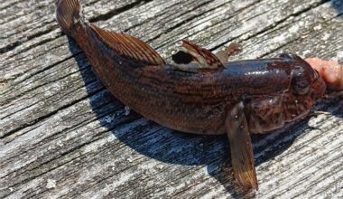 ‘It was gasping for breath’: Invasive fish caught at Hilton Beach