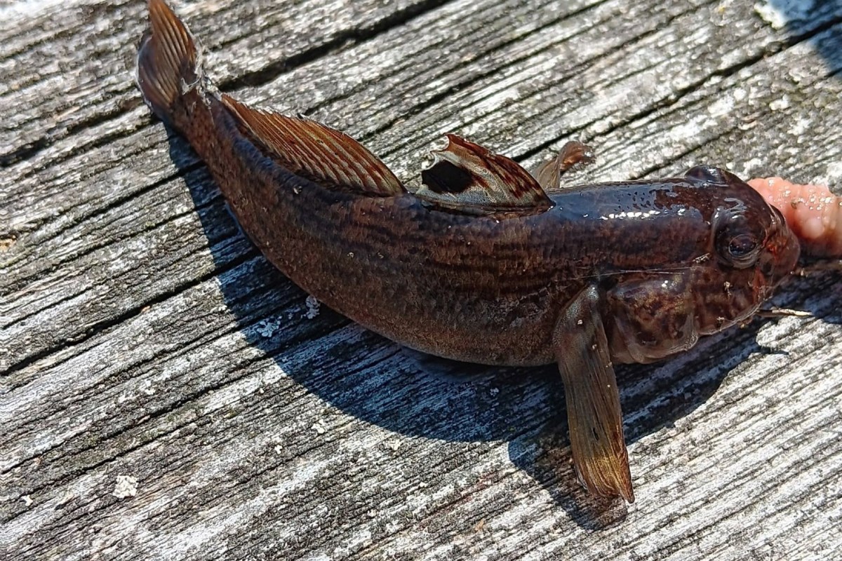 ‘It was gasping for breath’: Invasive fish caught at Hilton Beach