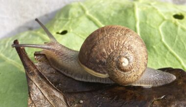 U of A researchers hope hibernating snails may have medical benefits