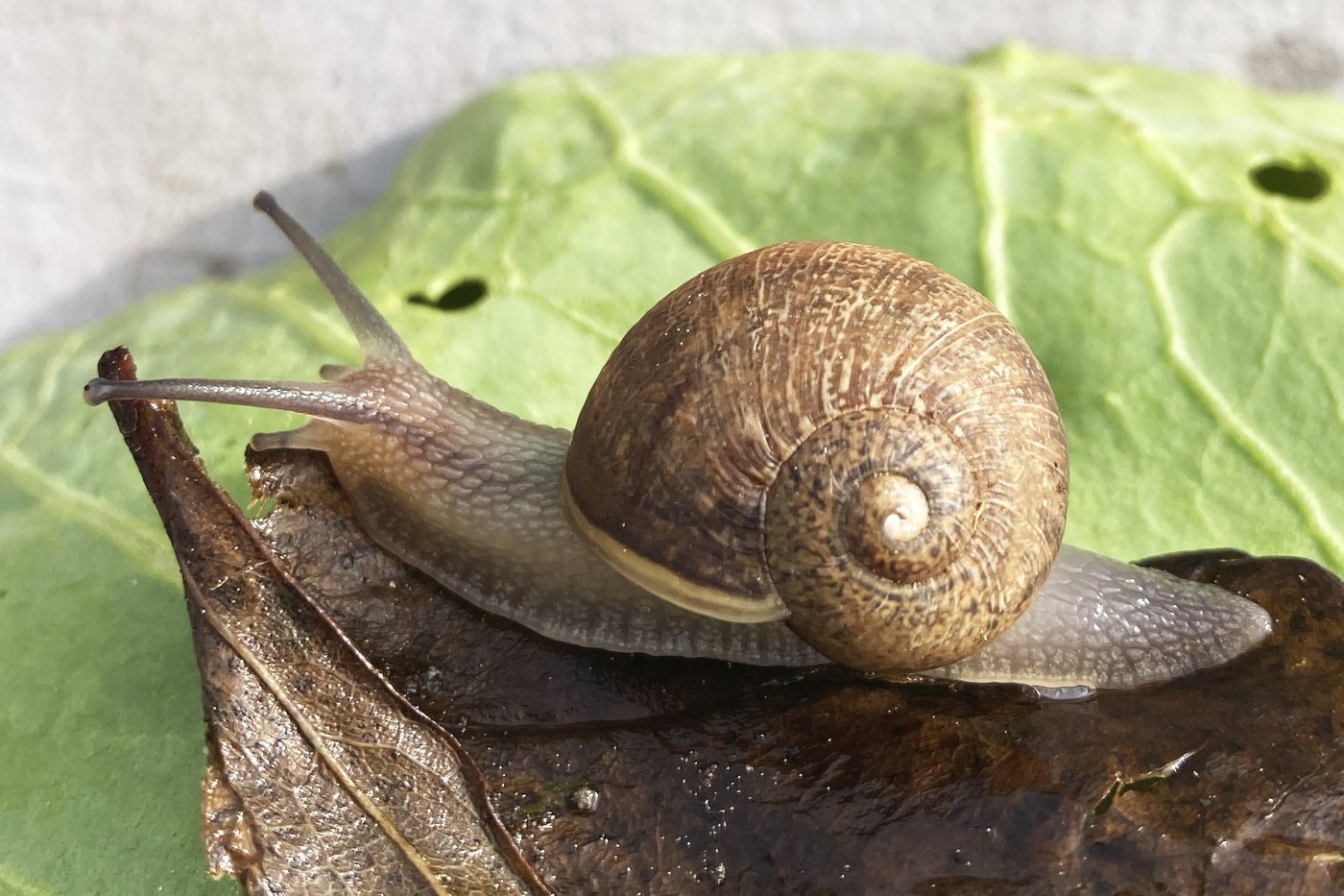 U of A researchers hope hibernating snails may have medical benefits