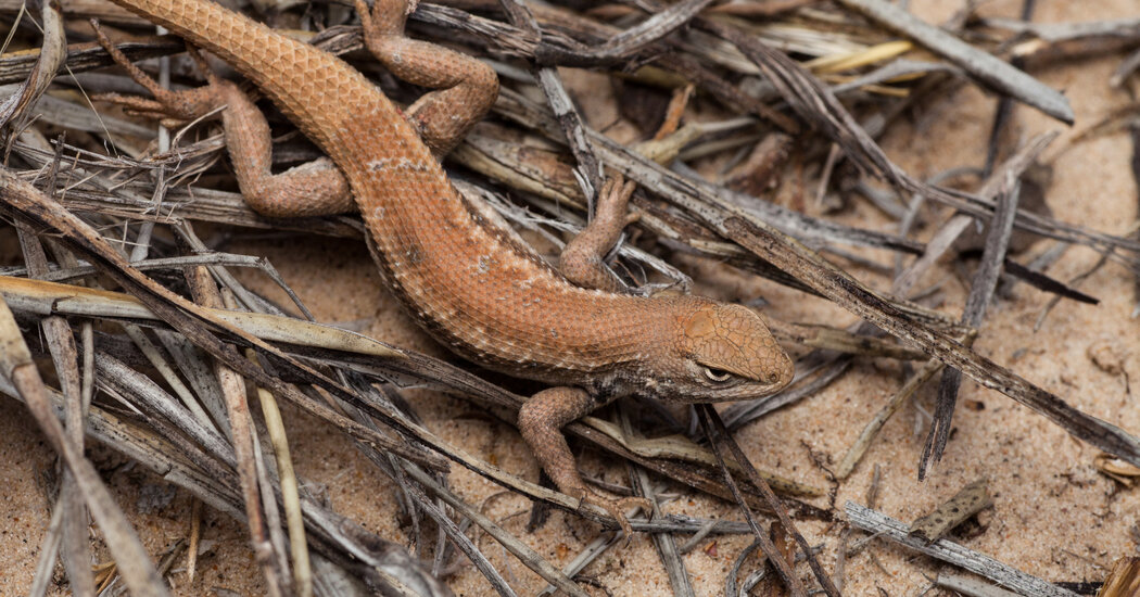 Dunes Sagebrush Lizard Stripped of Endangered Status by Judge