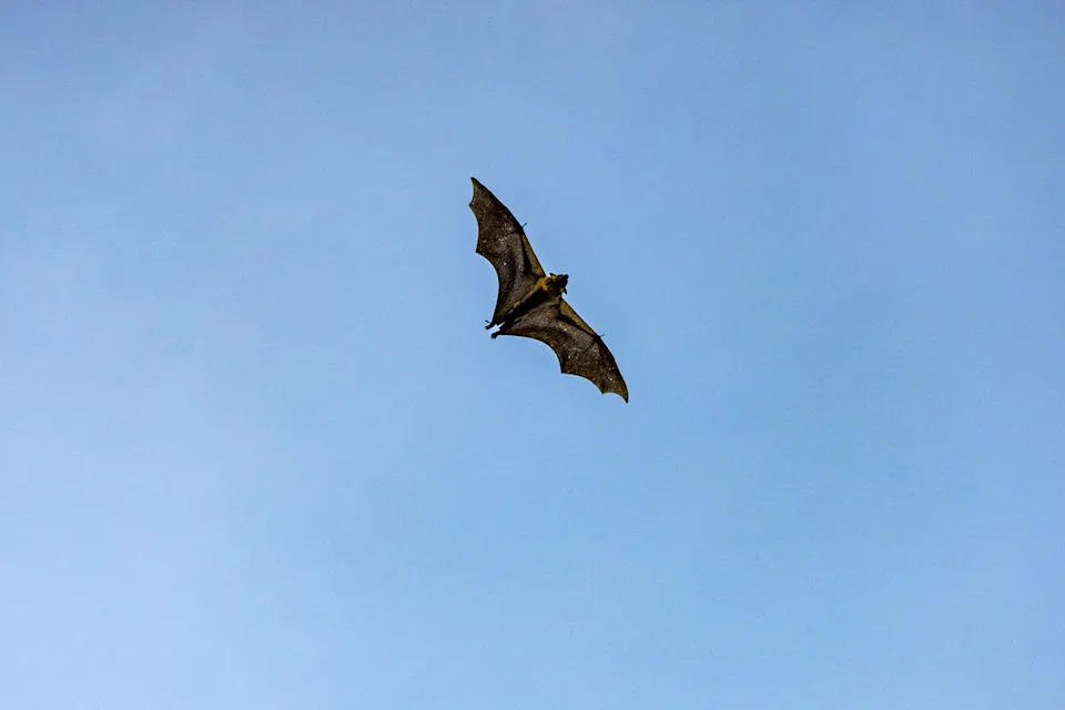 An 11-year-old boy in Ontario, Canada, died from rabies despite having no visible bite marks after he came into contact with a bat (Getty)